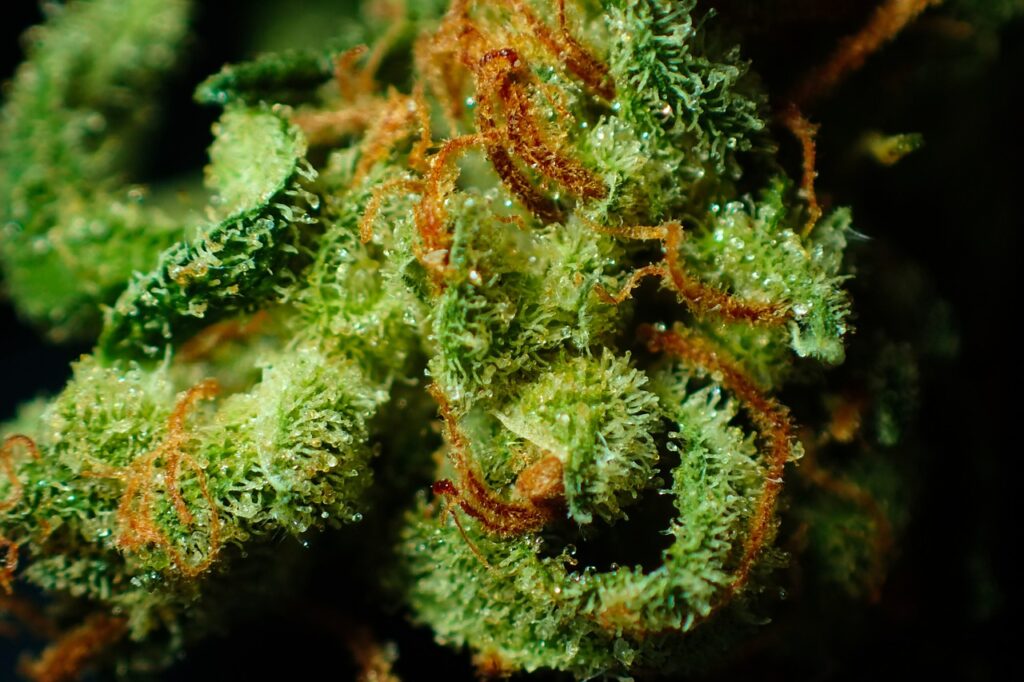 bud, cannabis, close up-3801033.jpg