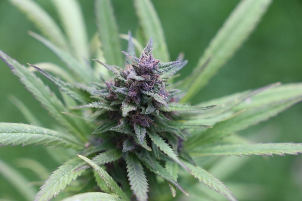 Exploring Cannabis Strains In Warner Robins, GA