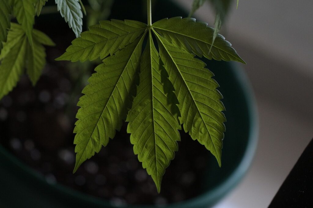 The Road to Marijuana Legalization in New Hampshire