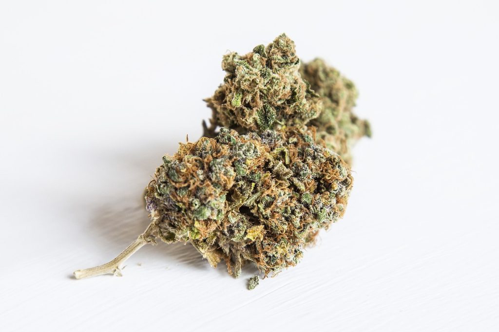 Discovering Watermelon Zkittlez: A Flavorful and Potent Indica-Dominant Hybrid